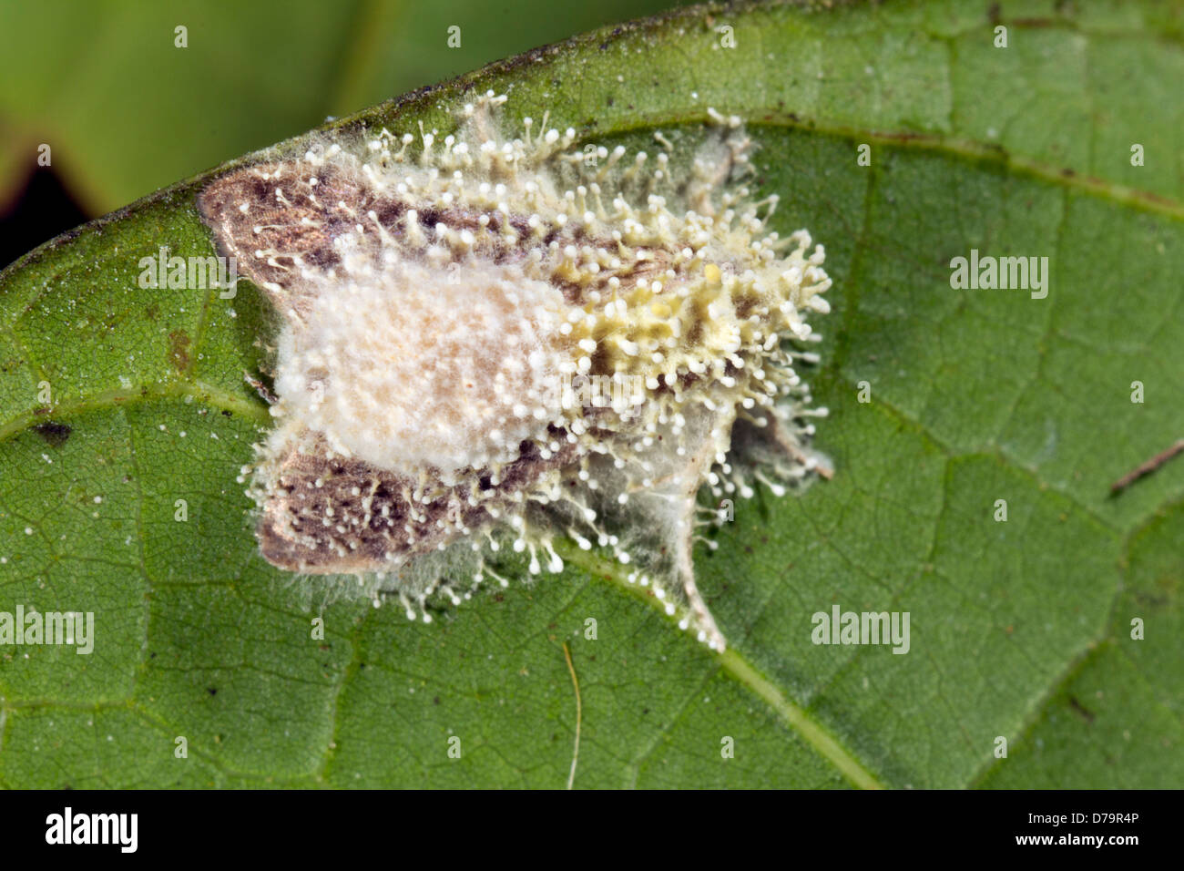 Polilla infectada con un hongo Cordyceps en la selva, Ecuador Foto de stock