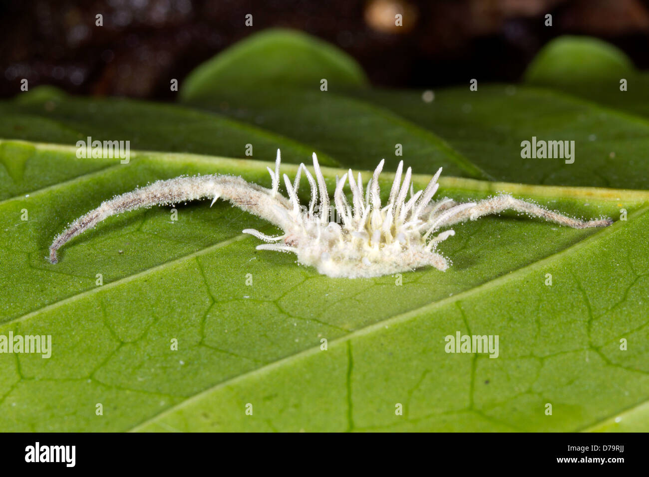 El hongo Cordyceps (Gibellula sp.) que infecta a una araña en el sotobosque de la selva, Ecuador Foto de stock