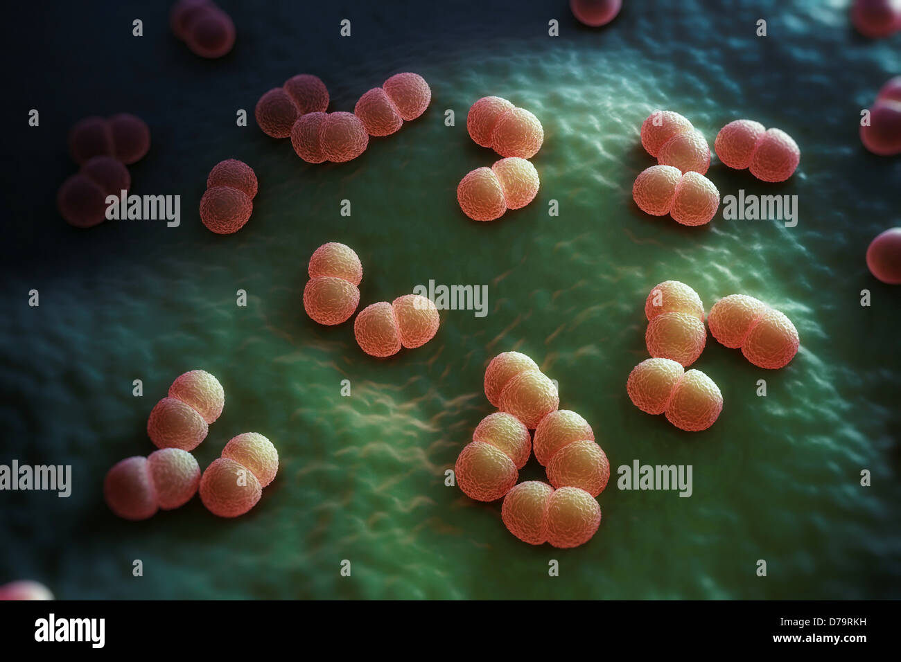 Neisseria meningitidis bacteria fotografías e imágenes de alta