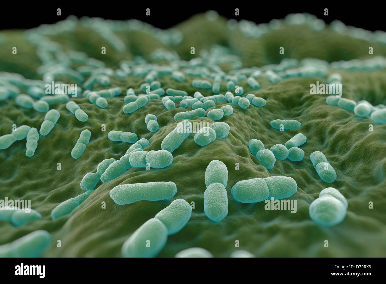 Bacteria listeria monocytogenes fotografías e imágenes de alta