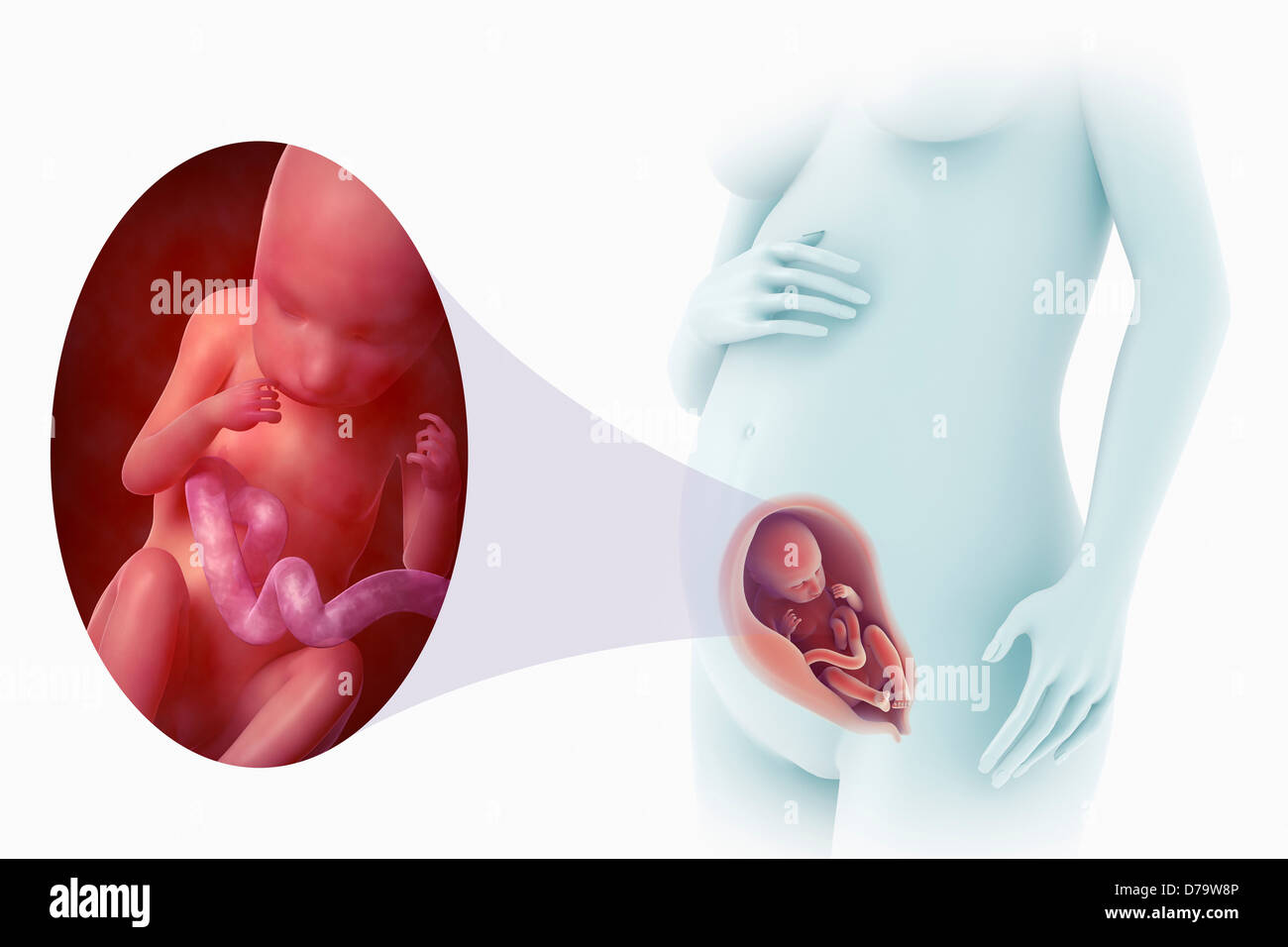Semana 2 Del Embarazo Fotografías E Imágenes De Alta Resolución Alamy