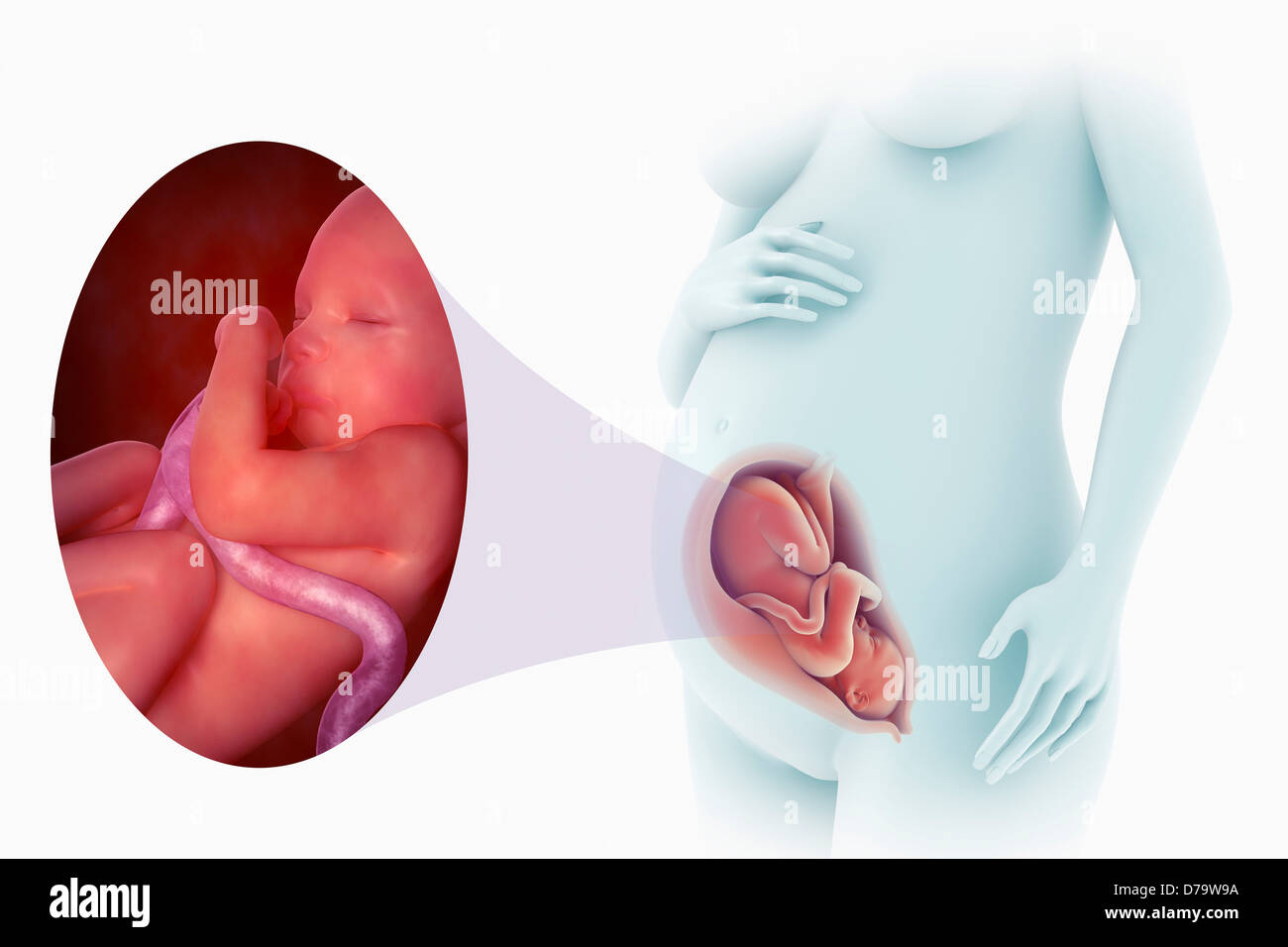 Semana del Desarrollo fetal 31) Foto de stock
