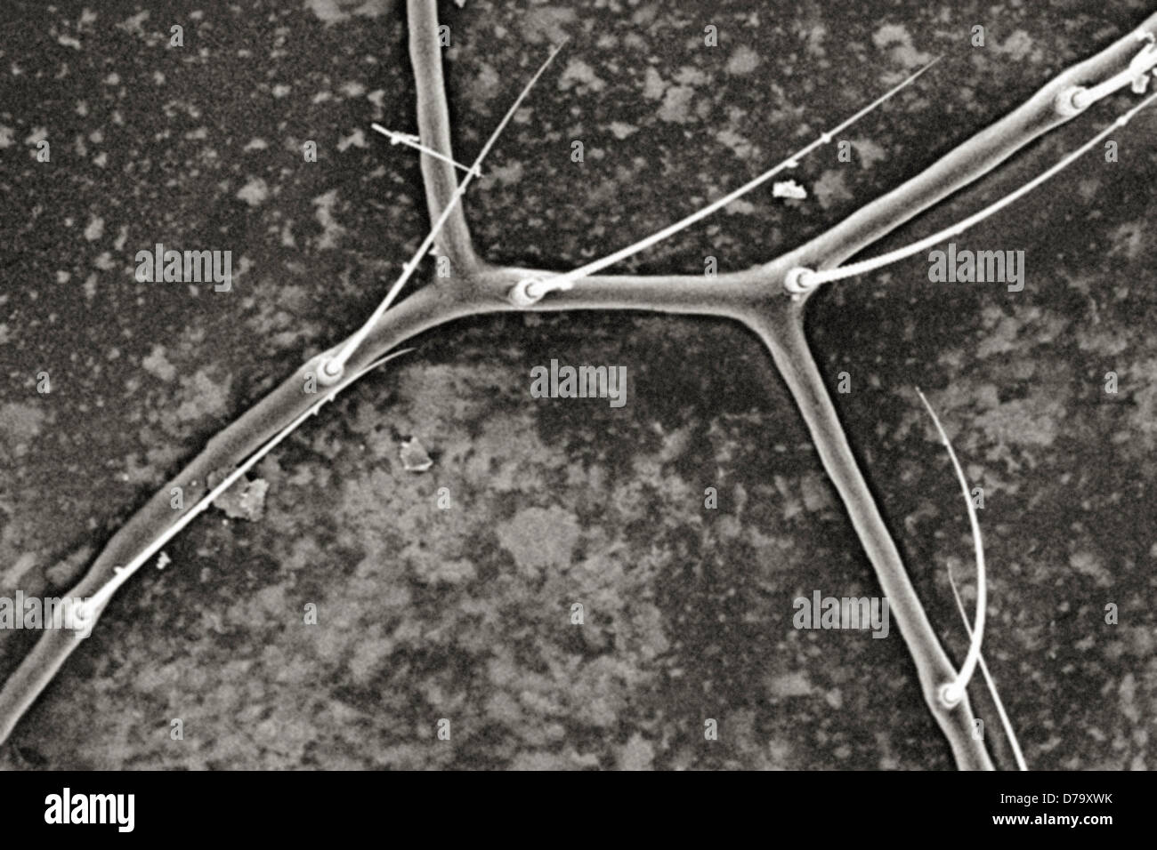 Detalle microscópico de ala de Libélula Foto de stock