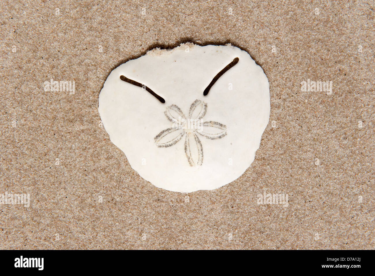 Pansy shell fotografías e imágenes de alta resolución Alamy