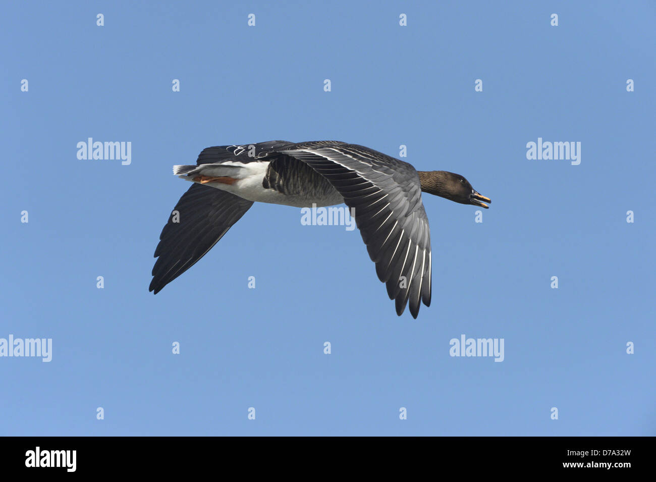 Bean Goose, Taiga race - Anser fabalis fabalis Foto de stock