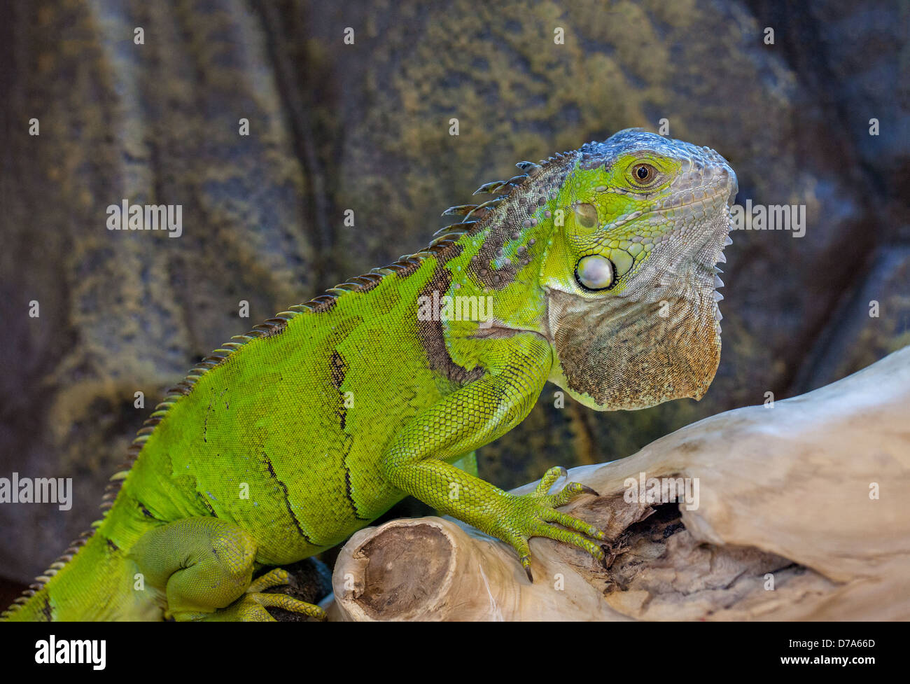 Iguana verde Foto de stock