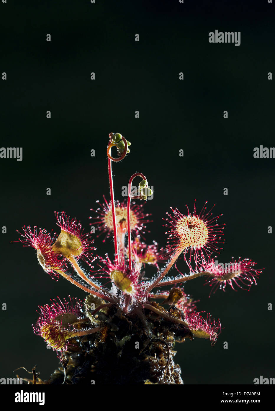 Round-Leaf sundew Drosera rotundifolia el rocío de la mañana Mull Inner Hebrides de Escocia Foto de stock