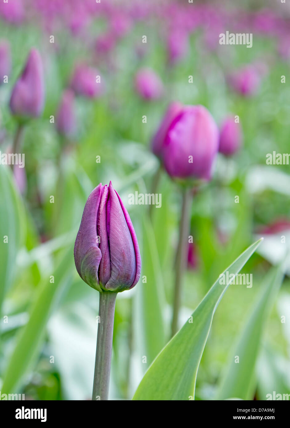 Campo de tulipanes púrpura Foto de stock