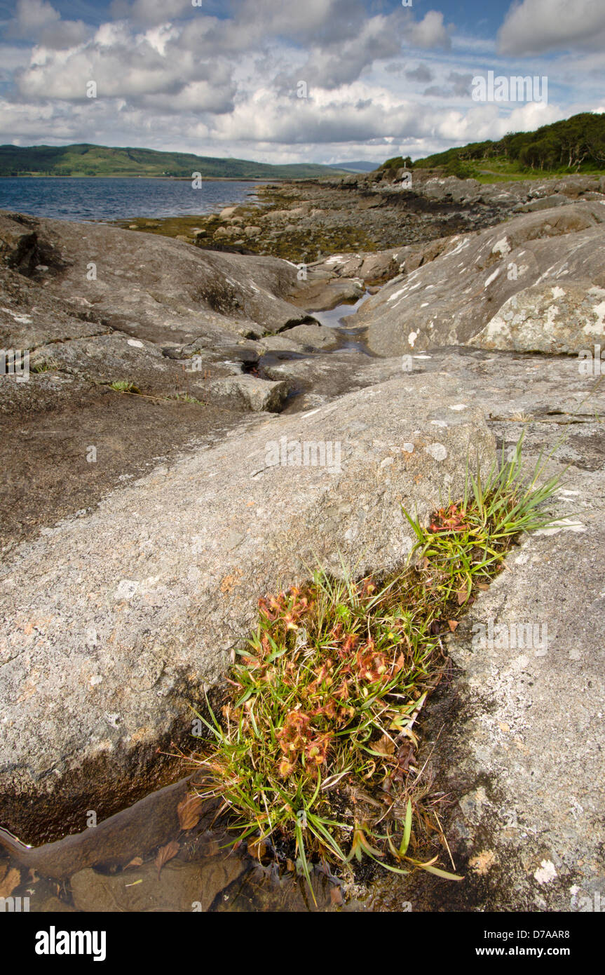 Common Sundew Drosera rotundifolia crece en grietas de rocas situadas en Shoreline Isle Mull Inner Hebrides de Escocia Foto de stock