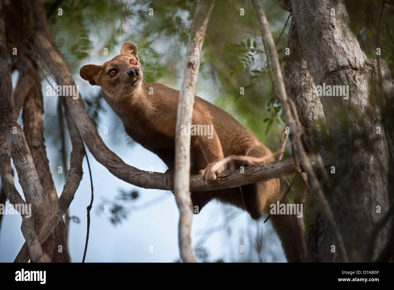 Hembra adulta de fosa Crytoprocta ferox Kirindy Mitea árbol de escalada