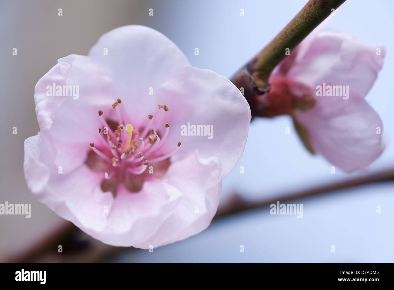 Cerca de durazno flor sobre fondo de cielo azul Foto de stock