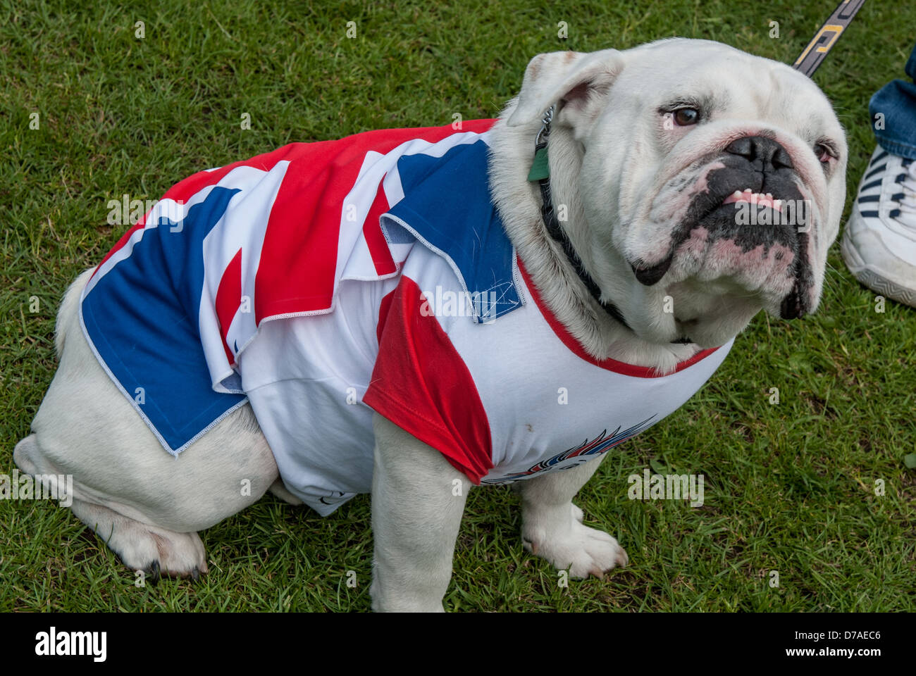 British Bulldog orgullosamente vistiendo Union Jack untar en Queens Golden Jubilee fete Foto de stock
