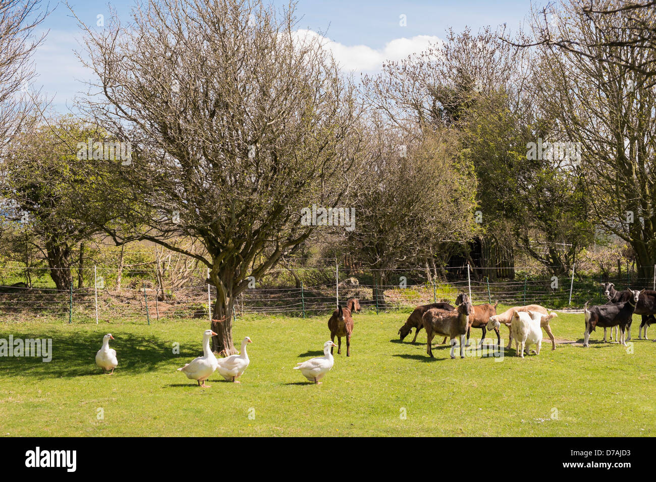 Ocas y cabras en un campo en una pequeña casa de labranza. Reino Unido, Gran Bretaña Foto de stock