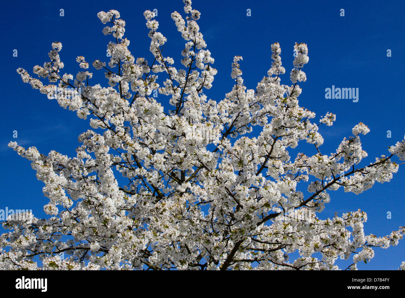 Un árbol en flor en la primavera. Foto de stock