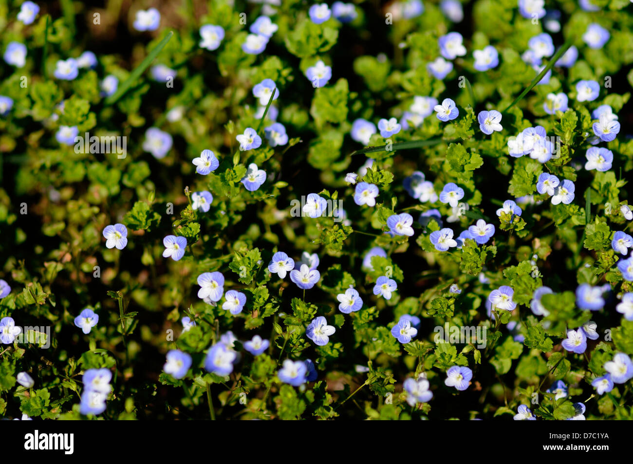 Suelo cubierta con flores de color azul. Foto de stock