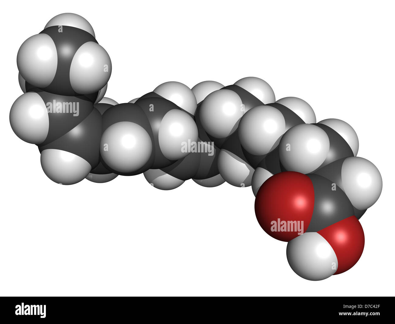 Los ácidos grasos insaturados omega-3 (ácido alfa-linolénico), modelo  molecular. Los átomos son representados como esferas Fotografía de stock -  Alamy
