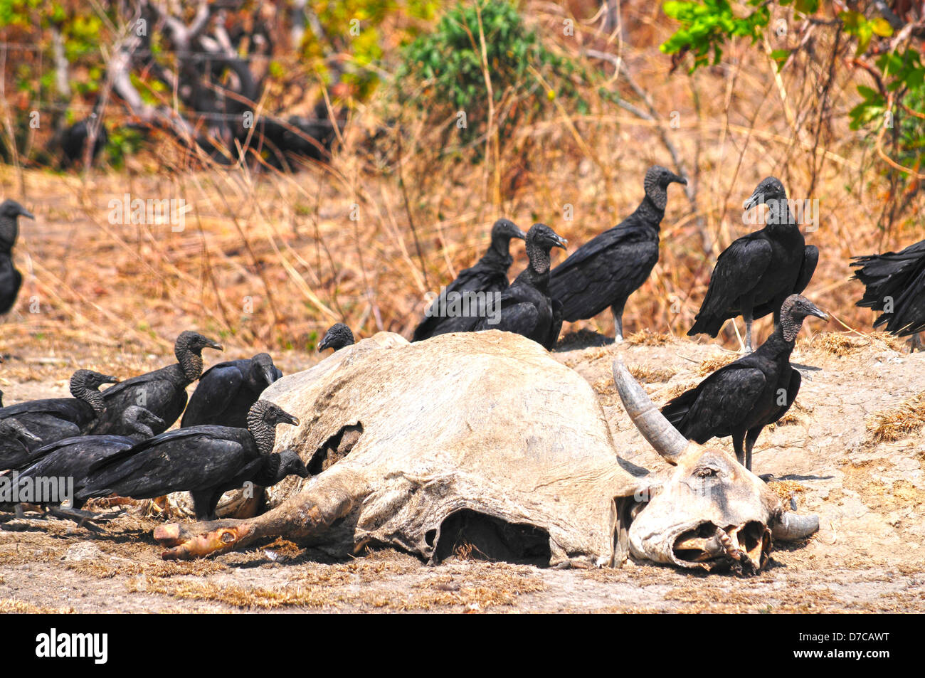Buitre comiendo carroña fotografías e imágenes de alta resolución Alamy