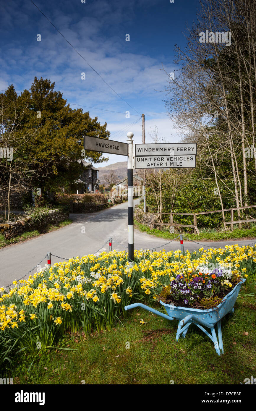 Narcisos en plena floración en un cruce de caminos en alta Wray, cerca de Ambleside, Lake District, Cumbria Foto de stock