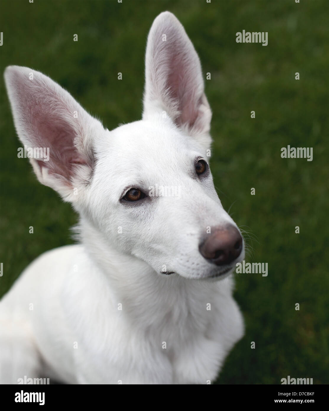 Retrato de un cachorro Pastor Alemán blanco sentado sobre la hierba verde  Fotografía de stock - Alamy