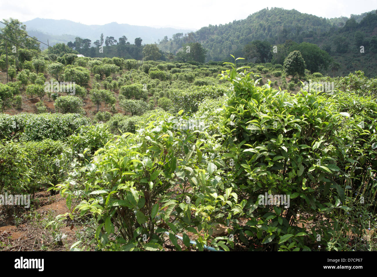 Plantas de té en Doi Wawi en Mae distrito de Suai . La provincia de Chiang Rai, Tailandia Foto de stock