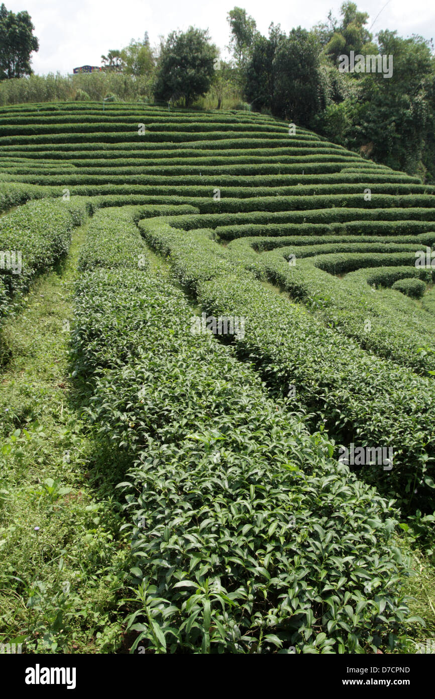 Plantas de té en Doi Wawi en Mae distrito de Suai . La provincia de Chiang Rai, Tailandia Foto de stock