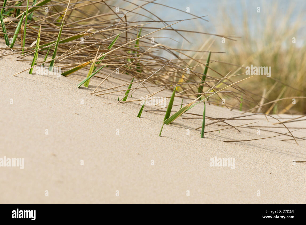 Angélica, Spatina establecimiento de pasto en las dunas, Holkham Bay, abril Foto de stock