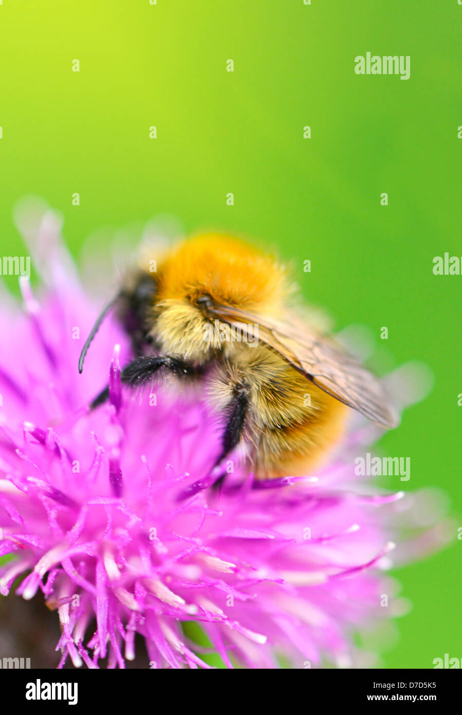 Bumblebee , Comunes carda [bumbus pascuorum] afuera recogiendo néctar de mala hierba cardo de Escocia UK Foto de stock