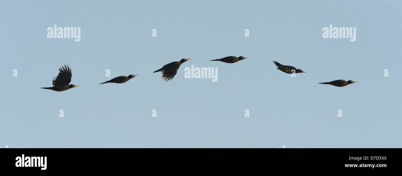 El carpintero negro, ondulante vuelo - Dryocopus martius Foto de stock