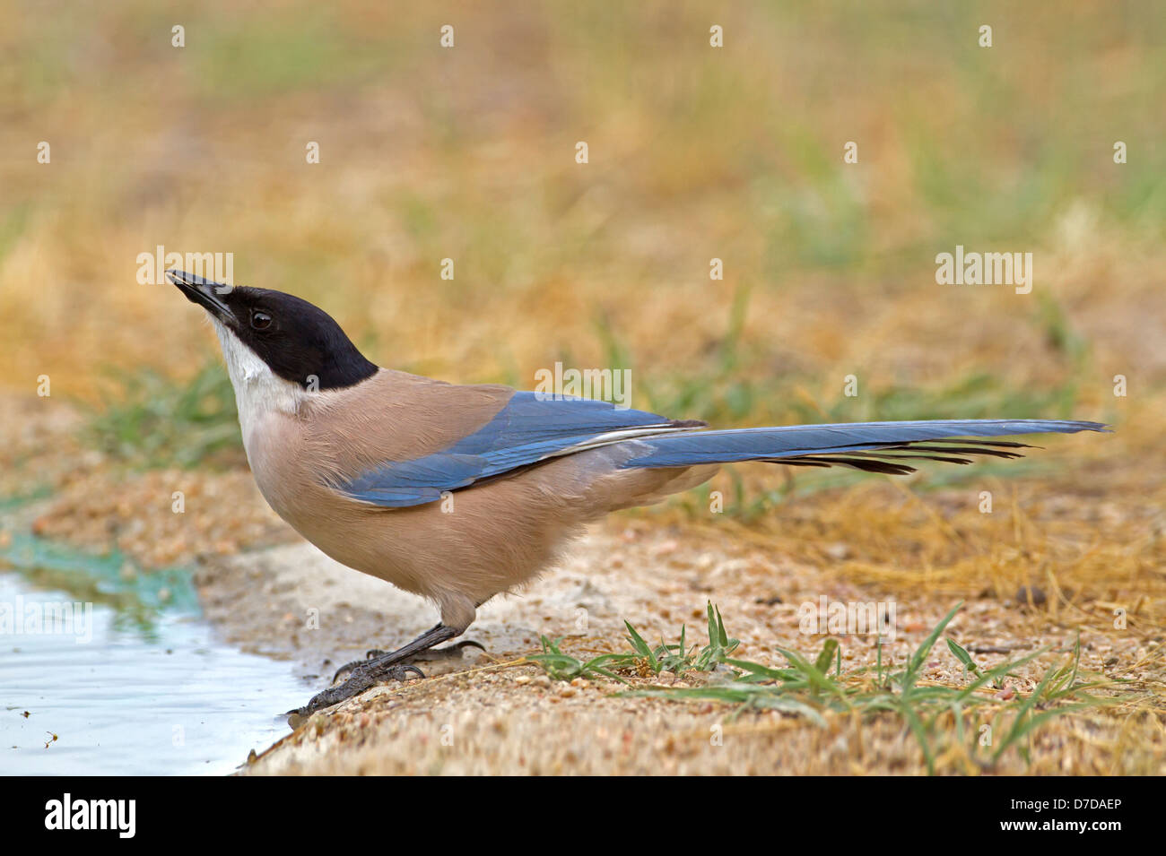 Urraca de Alas azules - Cyanopica cyanus Foto de stock