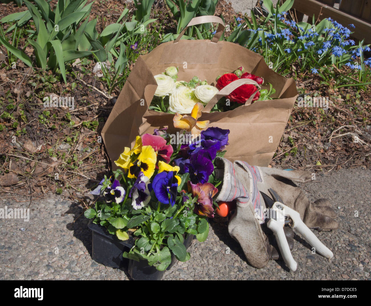 Jardín primaveral obras, pruners spade guantes y flores de una bolsa de papel marrón Foto de stock
