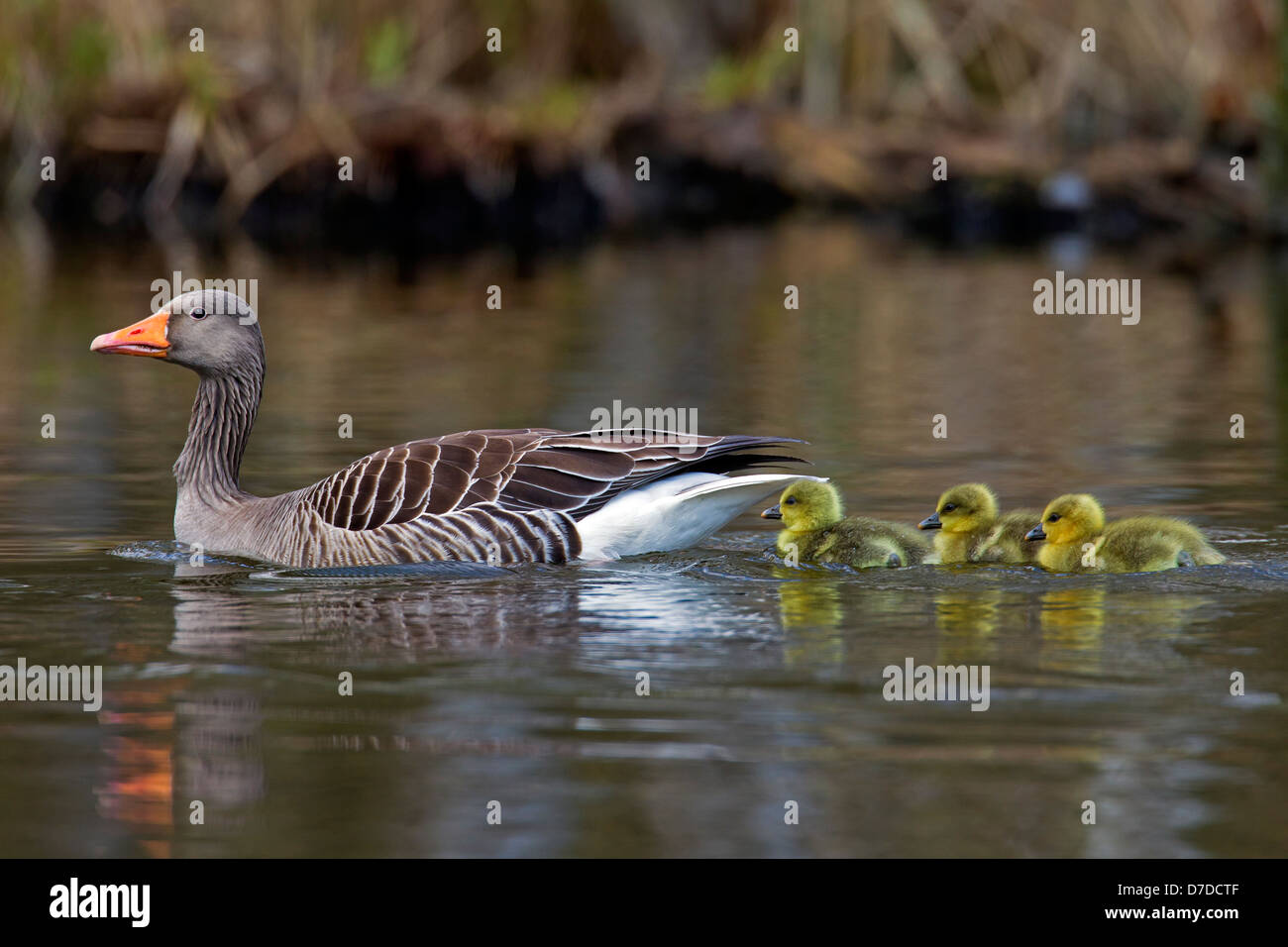 Graylag Goose / Graylag Goose (Anser anser) nadando con goslings en el lago en la primavera Foto de stock