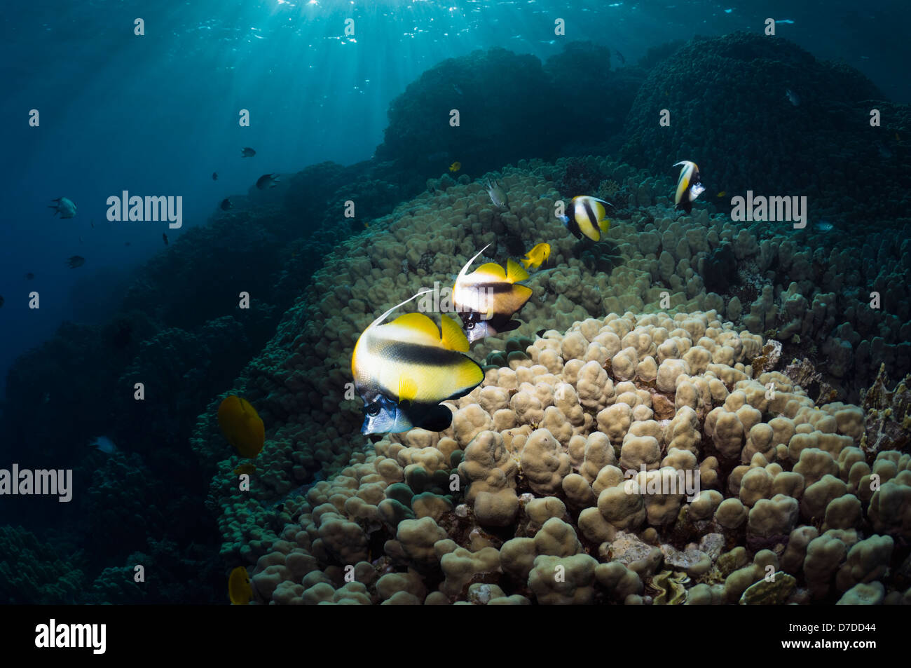 Mar Rojo (bannerfish Heniochus intermedius) a lo largo de arrecifes de coral con ejes de sunllight a través de superficie. Egipto, el Mar Rojo. Foto de stock