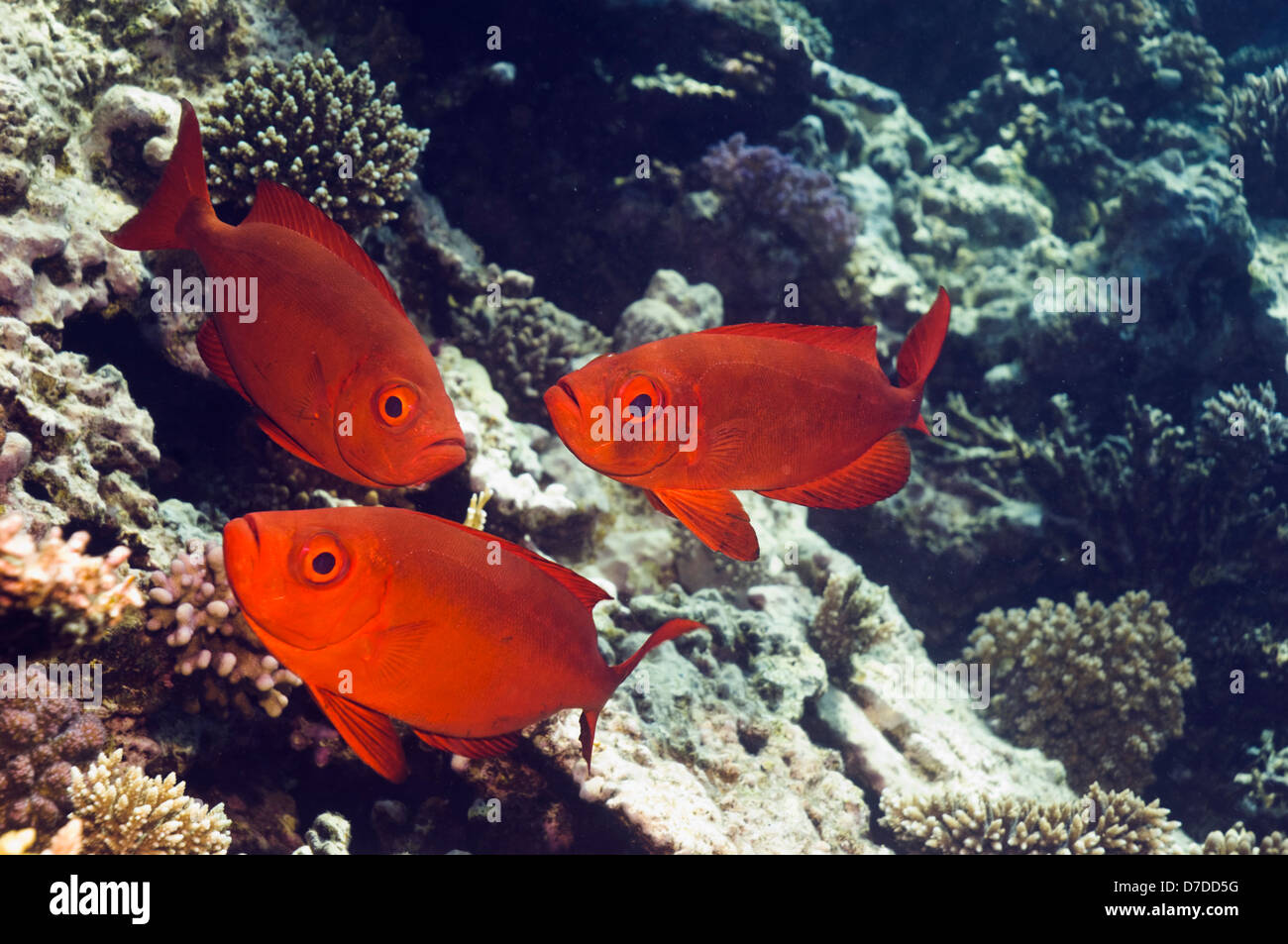 Big-eye o Goggle-ojo (Priacanthus hamrur) en los arrecifes de coral. Egipto, el Mar Rojo. Foto de stock