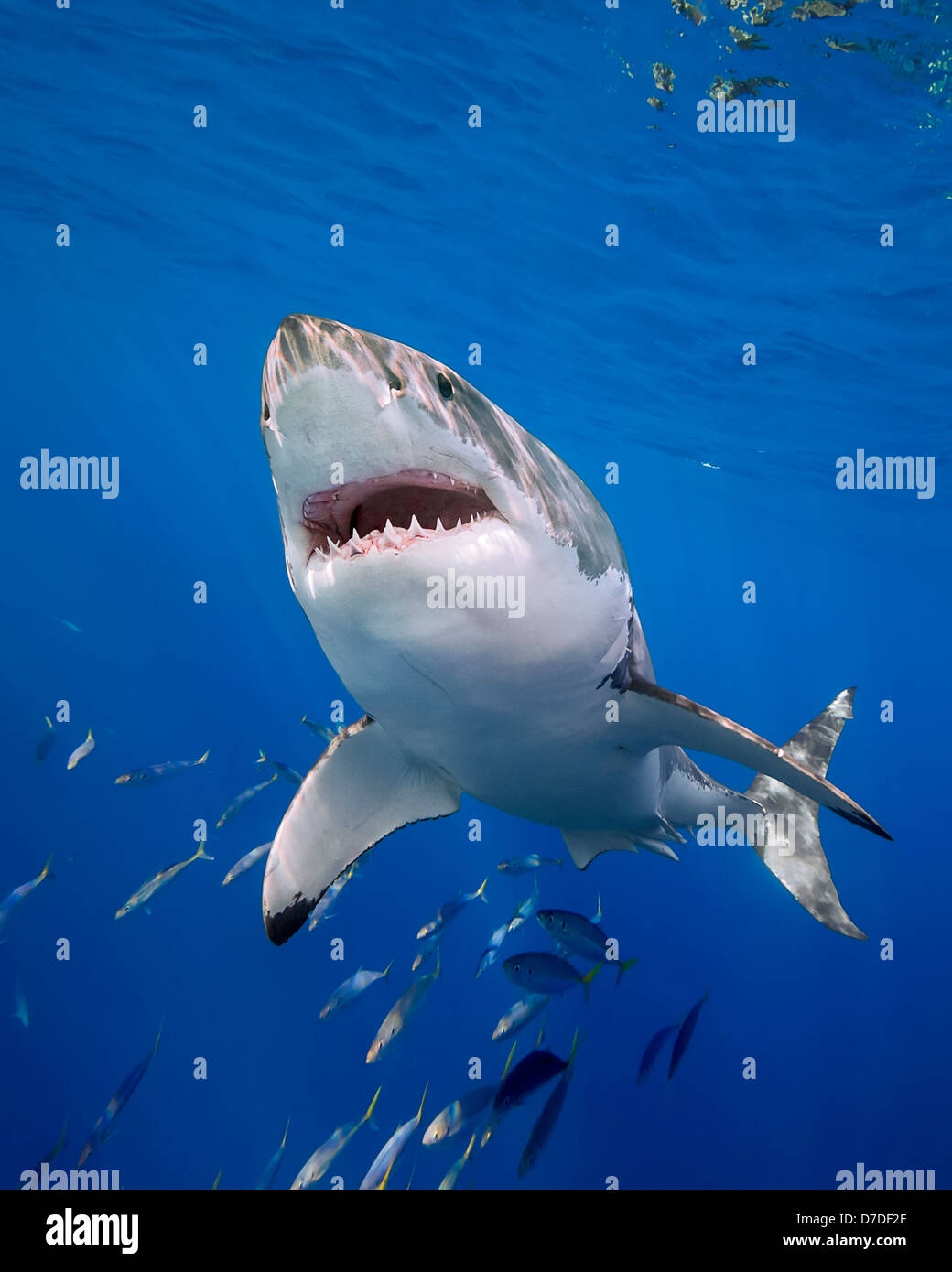 Gran tiburón blanco, Carcharodon carcharias, Isla Guadalupe, México Foto de stock