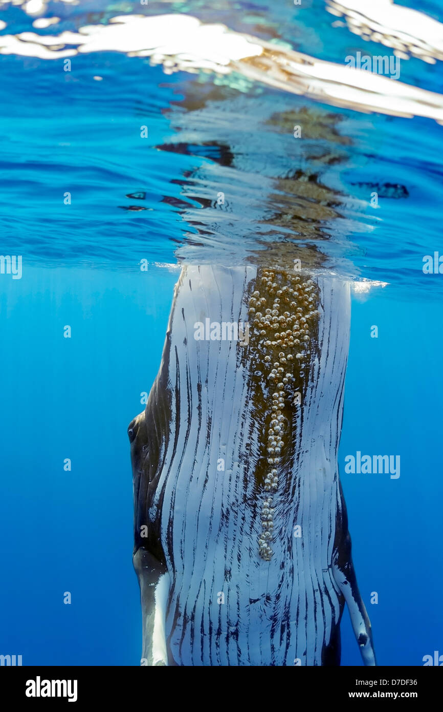 La ballena jorobada, Megaptera novaeangliae, Hawaii, EE.UU. Foto de stock