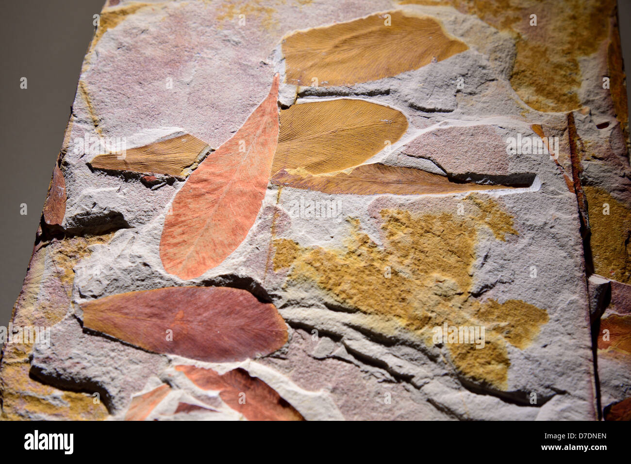 Glossopteris Fossil Plant Fotos e Imágenes de stock Alamy