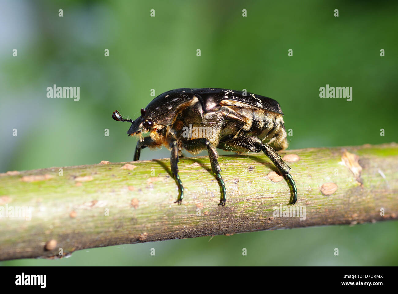 Gran escarabajo en Palo Verde como fondo Foto de stock