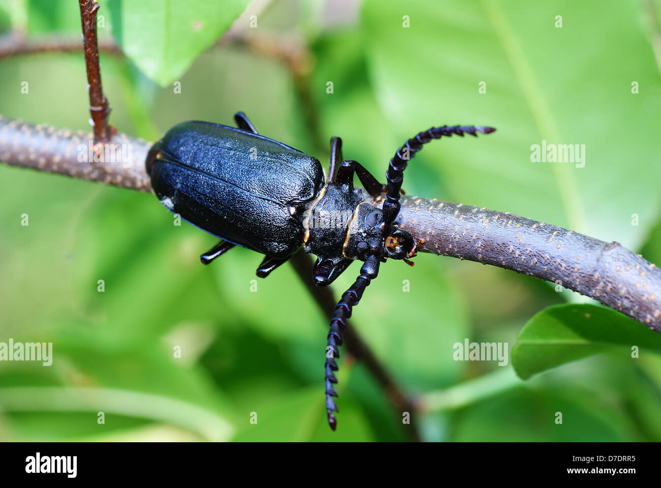 Gran escarabajo negro en rama como fondo Foto de stock