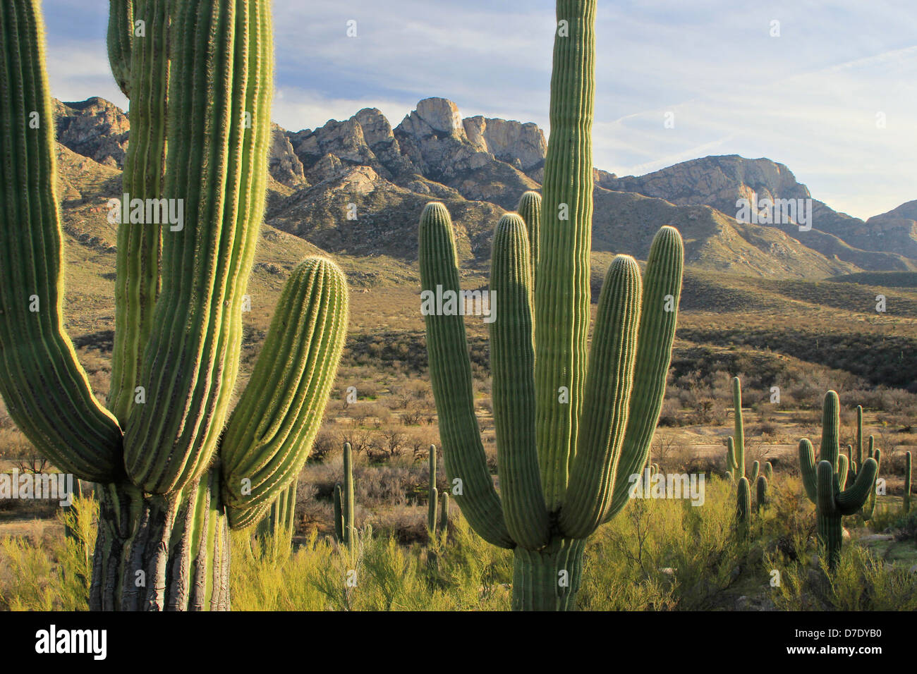 Saguaro en Catalina State Park, Arizona, EE.UU. Foto de stock