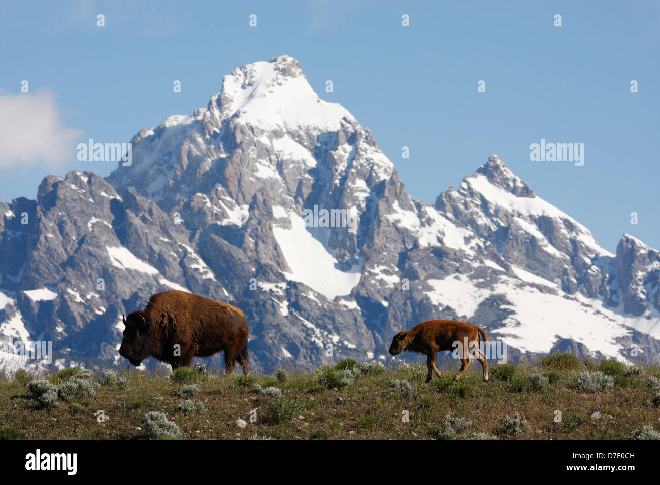 American bisontes (Bison bison), parque nacional Grand Teton, Wyoming, EE.UU. Foto de stock