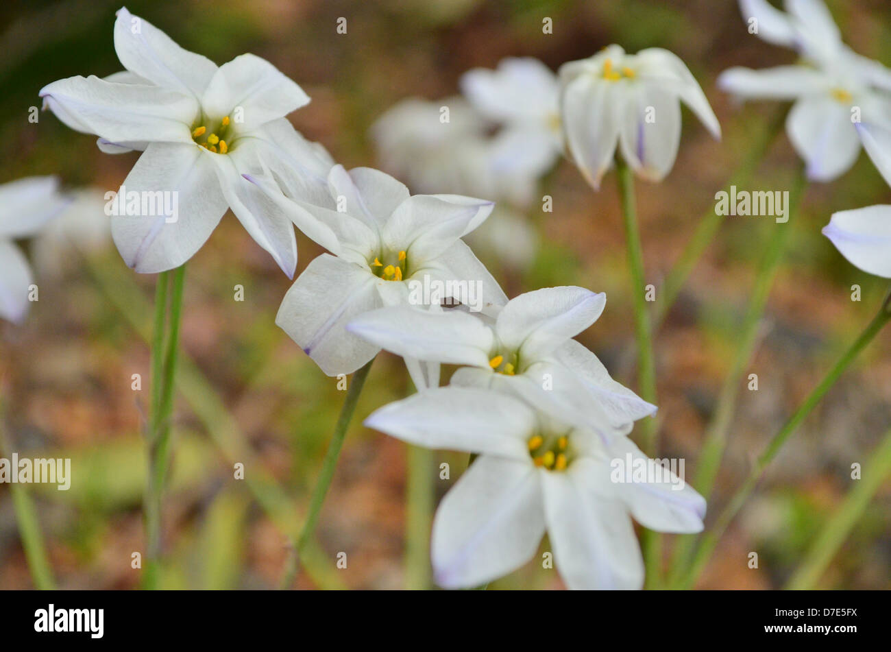 Buga Berwarna Sekelompok Putih Yang Dan Indah Sari Bunga Berwarna Kuning Fotografia De Stock Alamy