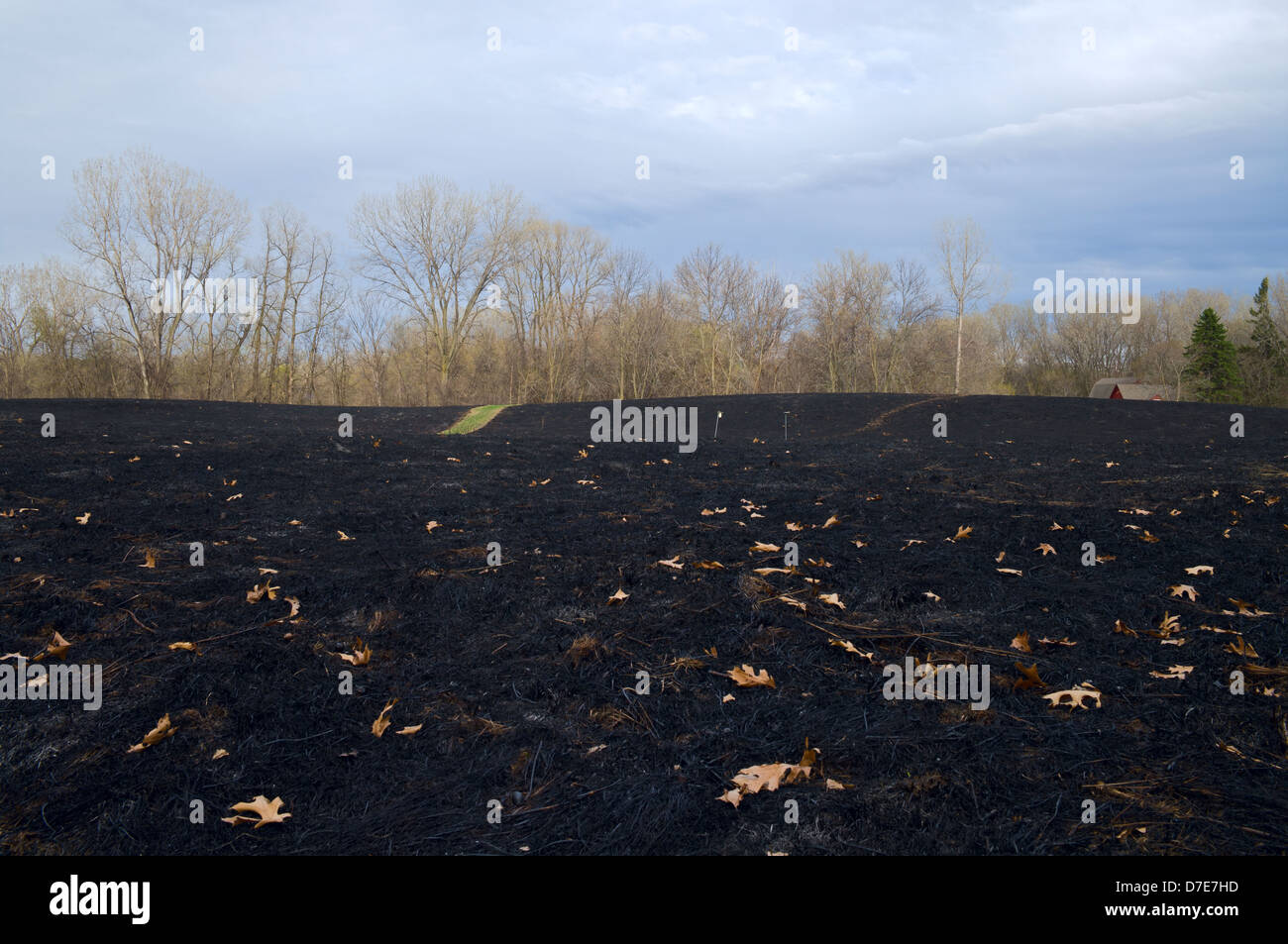 Prairie chamuscada y negro después de quemas controladas con línea de árboles en segundo plano. Foto de stock