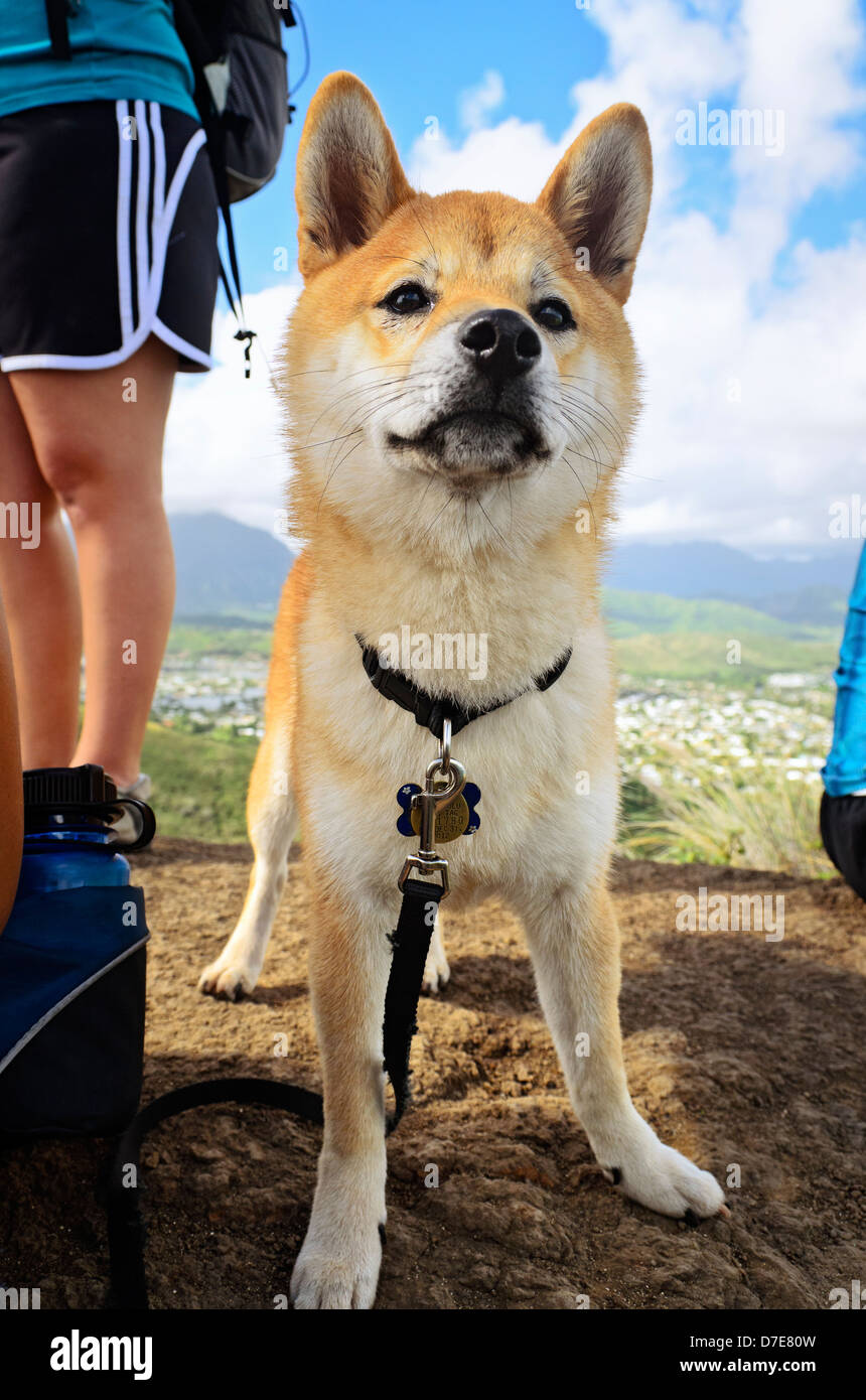 Un perro shiba inu después de una larga caminata. Foto de stock