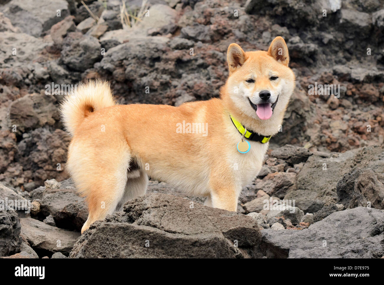 Shiba inu en una caminata Foto de stock