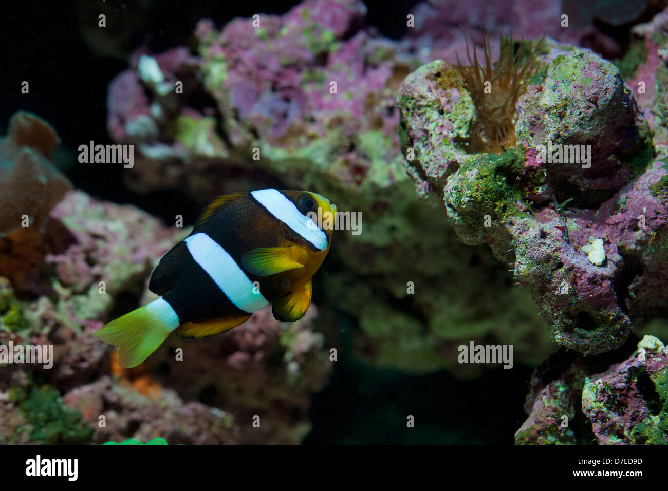 Veliferum zebrosoma peces de coral en el acuario Foto de stock