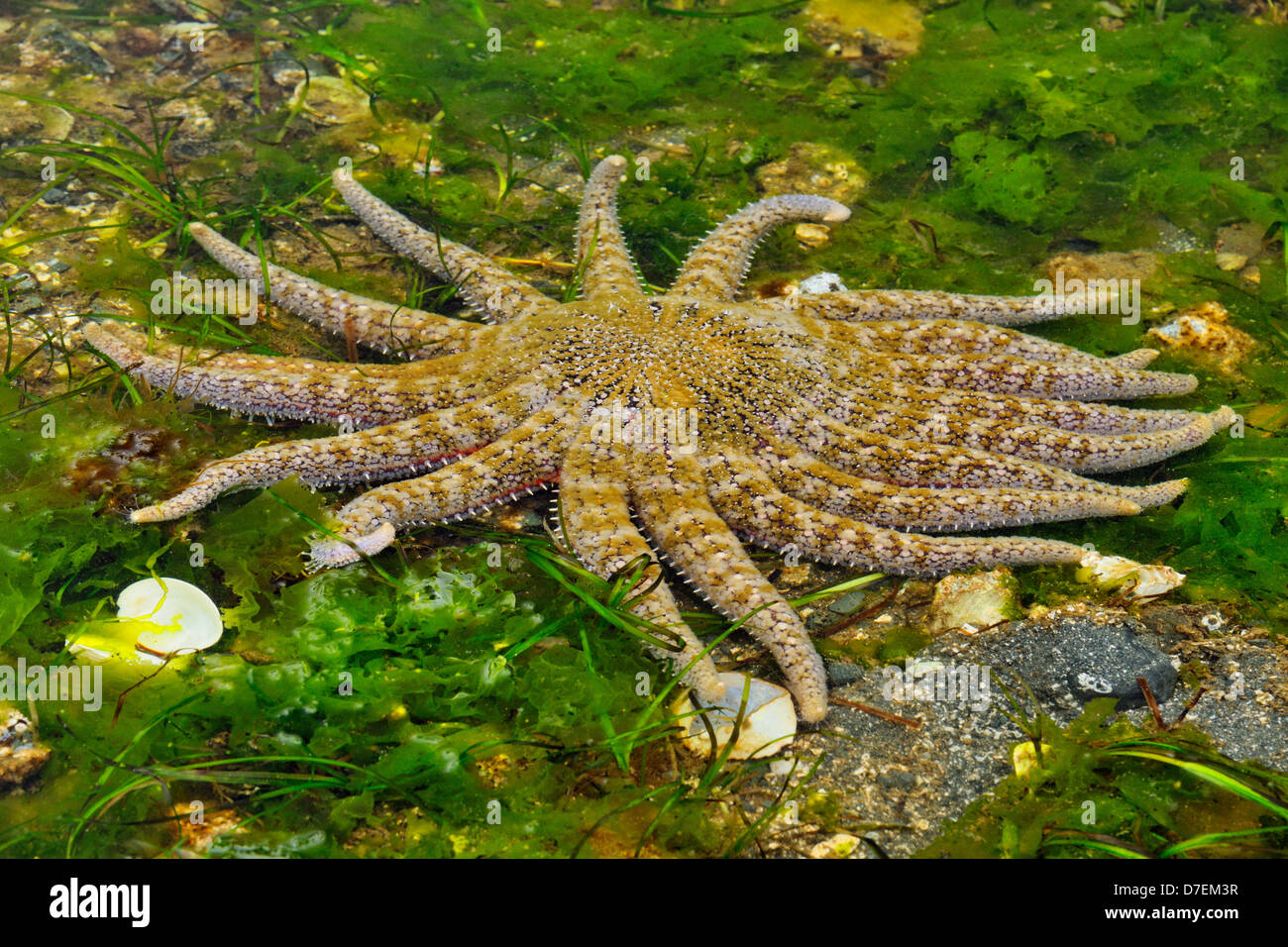 Estrella girasol fotografías e imágenes de alta resolución - Alamy