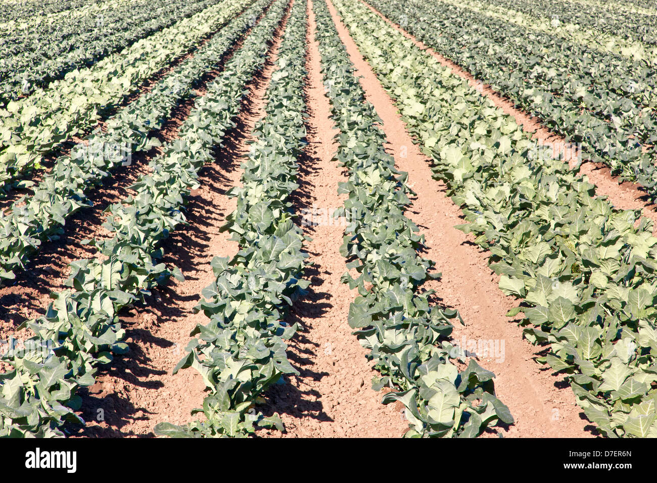 Brócoli joven campo, cultivadas para la producción de semillas. Foto de stock