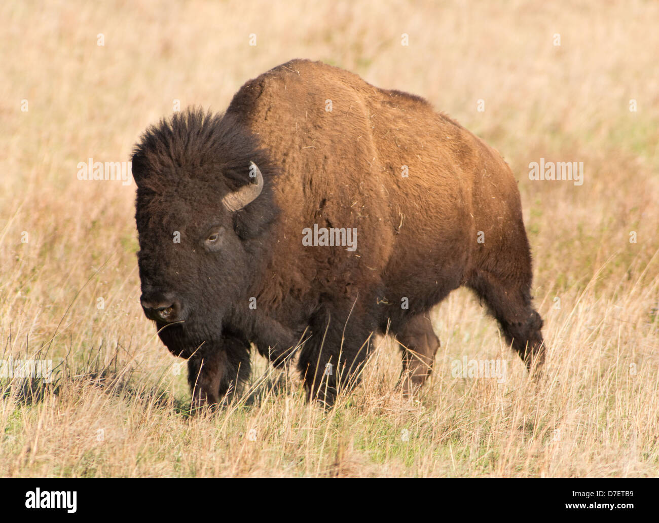 American Buffalo en las llanuras de Oklahoma, Estados Unidos. Foto de stock