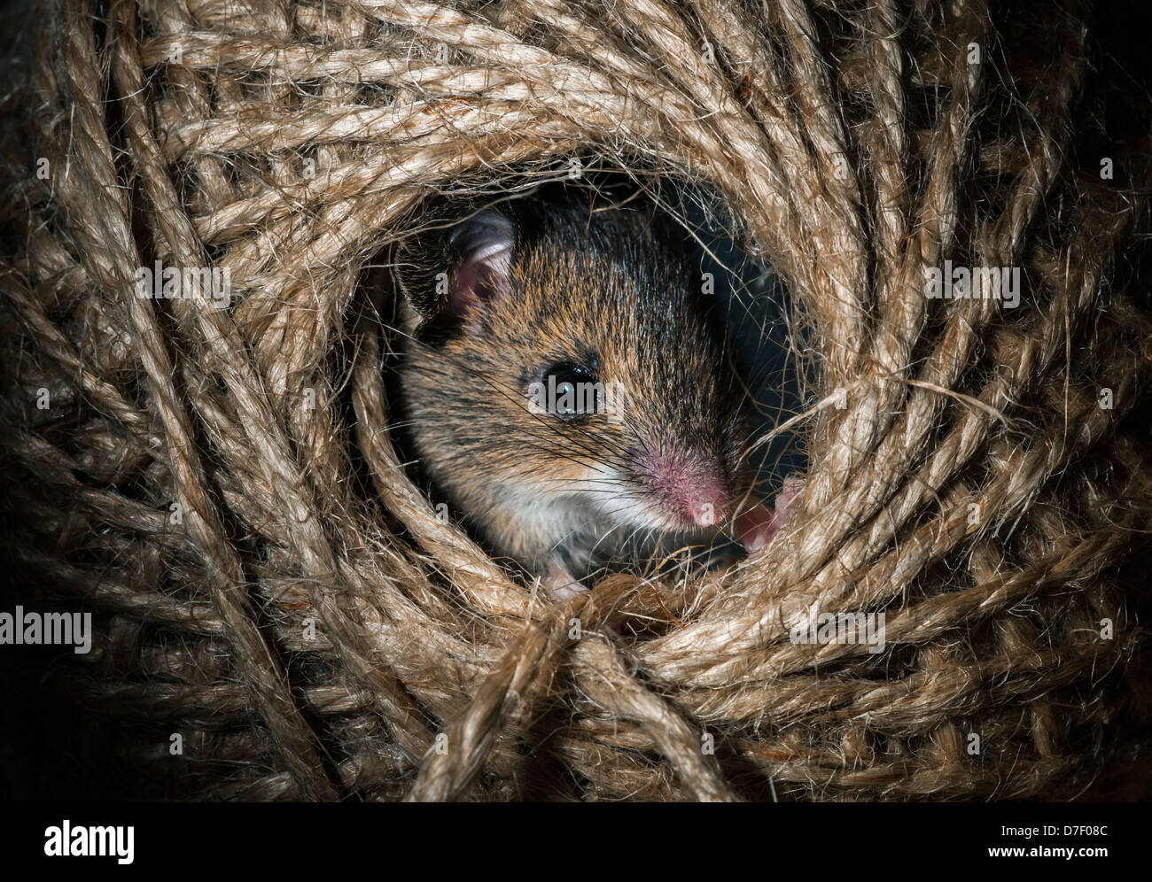 Ratón de madera escondido en una bola de hilo Foto de stock