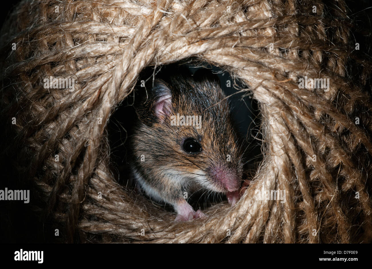 Ratón de madera escondido en una bola de hilo Foto de stock